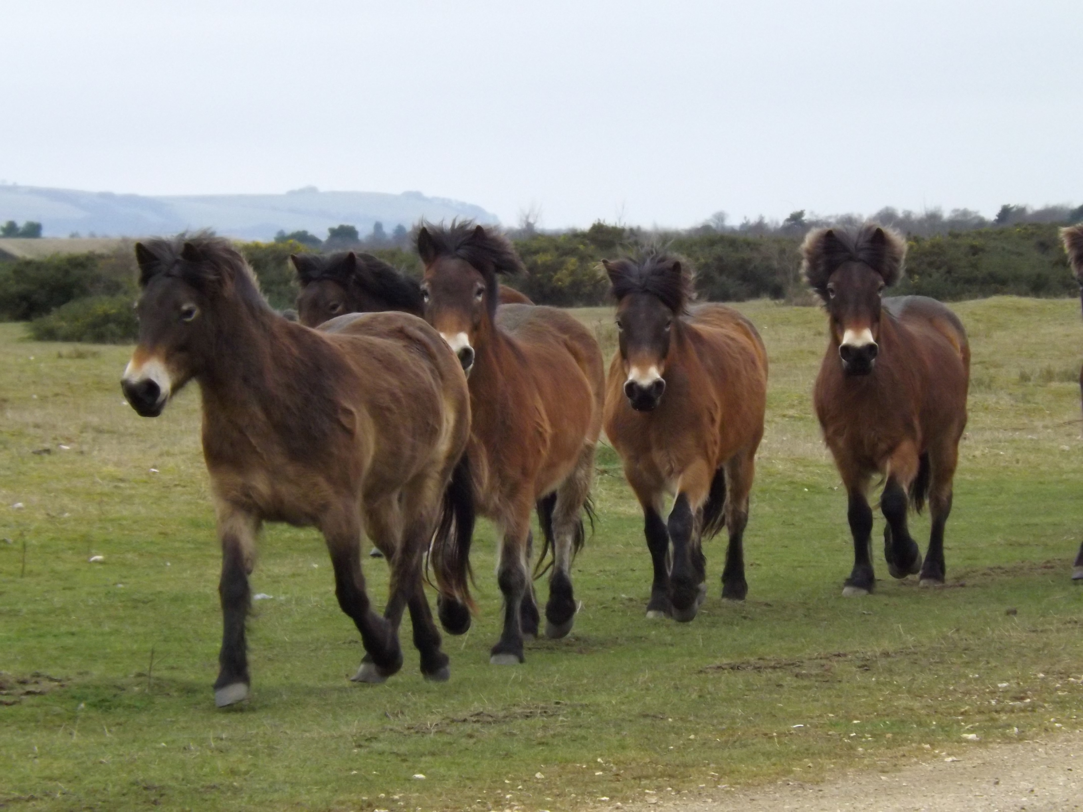 Pony breeding software - ZooEasy