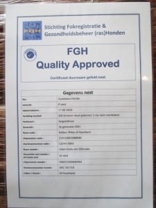 Quality Approved dogs FGH