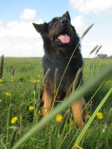 Old German Shepherd dog Enon